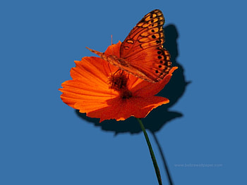 Vivid Orange Butterfly, orange flower HD wallpaper