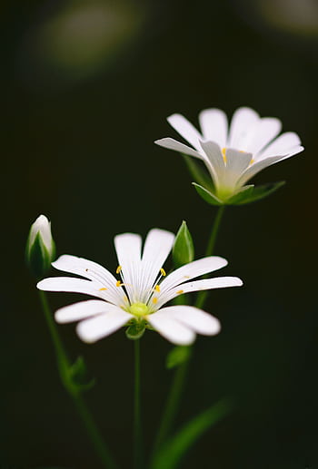 Beautiful white flowers in vibrant bloom, captured with a macro lens in a serene garden setting. HD phone wallpaper