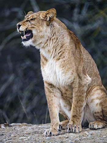 Animals, Predator, Big Cat, Lioness, Fangs HD phone wallpaper