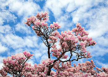 Majestic magnolia, Nature's beauty, Serene tree, Nature HD wallpaper