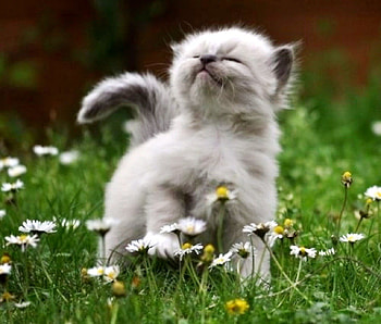 Oh, its wonderful, color, , cat, new HD wallpaper