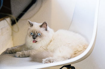 Adorable Ragdoll cat with blue eyes and fluffy fur, sticking out its tongue while lounging on a modern chair. HD wallpaper