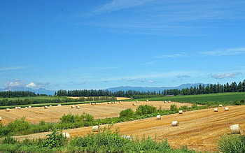 Nature, Fields, Summer, Farm, Economy, Hay, Straw, Blank, Provision HD wallpaper