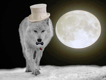 On Top Of The World, animal, abstract, moon, fantasy, wolf HD wallpaper