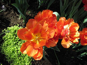 Alberta botanical garden 47, Orange, Tulips, graphy, green, Flowers, garden HD wallpaper