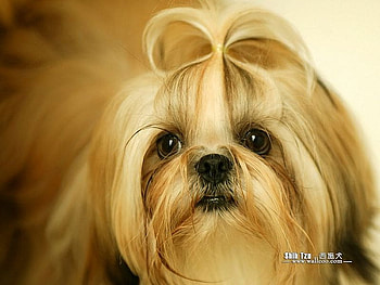 Shih Tzu, dog, puppy, pet, hair HD wallpaper