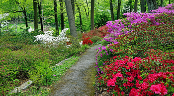 Botanical garden, grass, flowers, spring, forest, walk, plants, path, garden, beautiful, park, greenery, trees HD wallpaper
