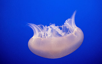 Jellyfish, animal, fish, water HD wallpaper