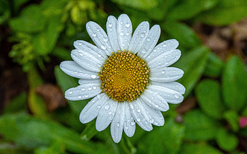Chamomile, beautiful, nature, flower HD wallpaper
