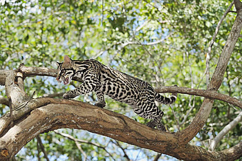Ocelot, Mystical facts, Unique wildcat, Small cat species HD wallpaper