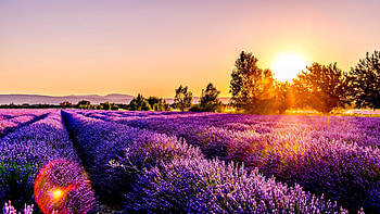 lavender , Stunning visuals, Lavender luxury, Nature's spectacle HD wallpaper