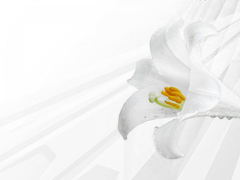 Plants, Flowers HD wallpaper