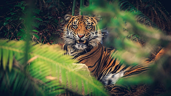 Jungle Animal, Ultra animal , Stunning visual quality, Wildlife in detail HD wallpaper