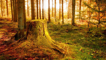 grass forest moss morning siberia russia HD wallpaper