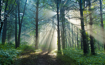 Landscape, Trees, Sun HD wallpaper
