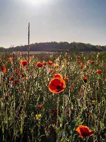 Flowers, Grass, Sky, Poppies, Wildflowers HD phone wallpaper