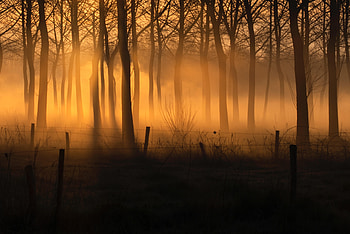 Nature, Trees, Forest, Fog, Fence HD wallpaper