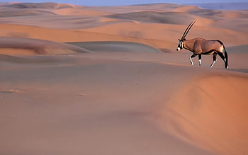49 oryx , Majestic antelope, African grasslands, Nature's beauty HD wallpaper