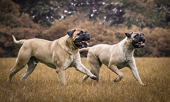 Nordic protector, Bullmastiff, Powerful guard, Breed HD wallpaper