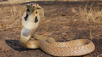 King Cobra, , Snake scales, Enigmatic creature HD wallpaper