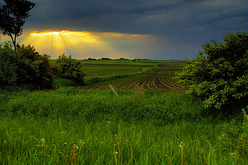 Nature, Fields, Sky, Sun, Lumen, Rays, Beams, Rows, Ranks, Opening, District, Plot HD wallpaper