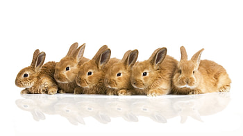 Animals, Rabbits HD wallpaper