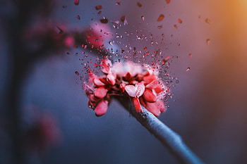 Blossom, flower fragments, close up HD wallpaper