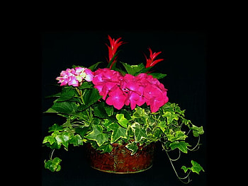 Beautiful Flowers, colors, beautiful, flowers HD wallpaper