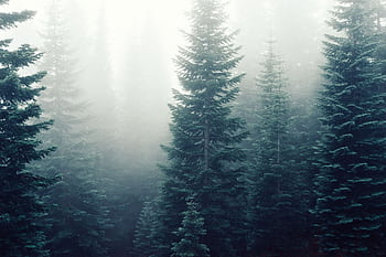 A tranquil and mysterious pine forest shrouded in dense mist, creating a serene and eerie atmosphere. HD wallpaper