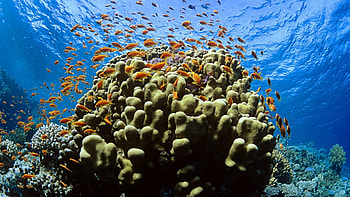 Full coral, Exquisite , backgrounds, Marine wonders HD wallpaper