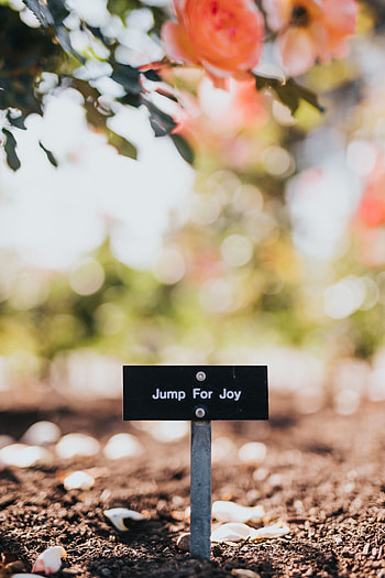 Words, Inscription, Nameplate, Plate, Positive, Happiness, Happy, Cheery HD phone wallpaper