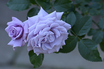 Roses, blue, summer, rose, purple, pink, flower, trandafir, vara HD wallpaper