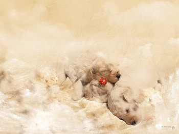 Sleeping Puppies, puppies, lying, sleeping, tan HD wallpaper