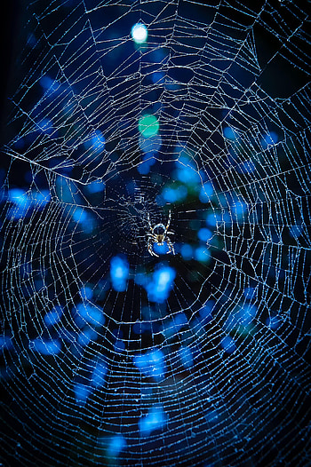 Animals, Web, Glare, Insect, Spider HD phone wallpaper