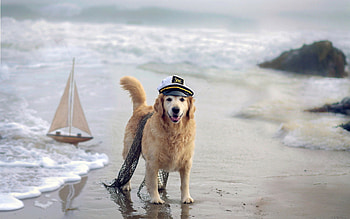 Golden Retriever, Cute Dogs HD wallpaper