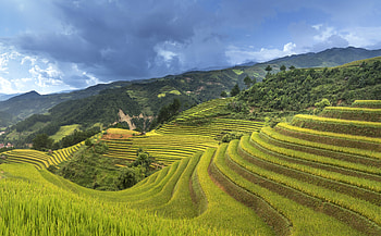 Landscape, Rice Terrace, , Nature HD wallpaper