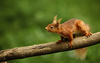 Animals, Squirrel HD wallpaper