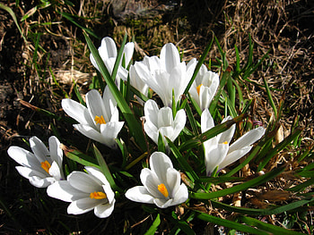 White Crocus, crocus, flower, flowering bulb, spring, corm, bulb HD wallpaper