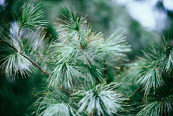 Nature, Needle, Wood, Tree, Branches, Fir, Spruce, Needles HD wallpaper
