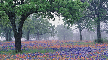 bluebonnets on a misty day in texas, mist, trees, fields, flowers HD wallpaper