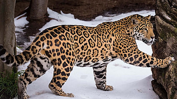 Jaguar, cat, feline, snow HD wallpaper
