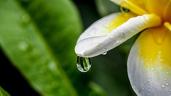 Flower, Macro, Drop, Petal, Plumeria HD wallpaper