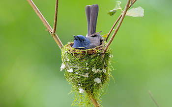 Black-faced Monarch in Nest, animal, Black-faced Monarch, bird, nest HD wallpaper