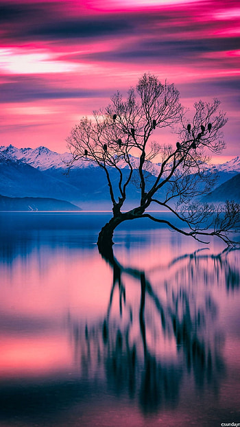 Home Screen, Tree Aesthetic HD phone wallpaper