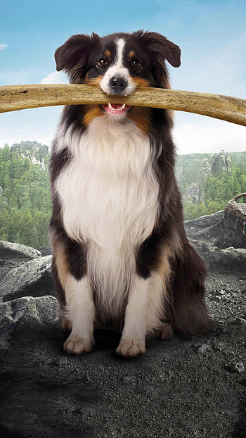 The Famous Five and the Valley of Dinosaurs, Border Collie HD phone wallpaper