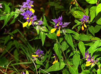 Flowers, Shine, Light, Forest, Close-Up, Greens HD wallpaper