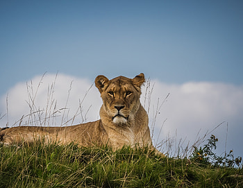 Confident, predator, sit, lioness HD wallpaper