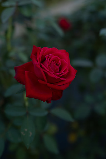 Flowers, Flower, Plant, Rose Flower, Rose HD phone wallpaper