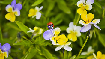 Flowers, Macro, Insect, Ladybug, Crawling HD wallpaper