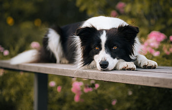Collie , companion, Canine's charm, Dog's best friend HD wallpaper